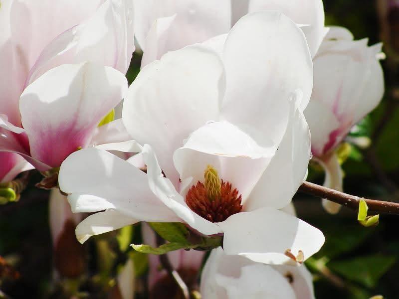 Weiße Magnolien Blüte