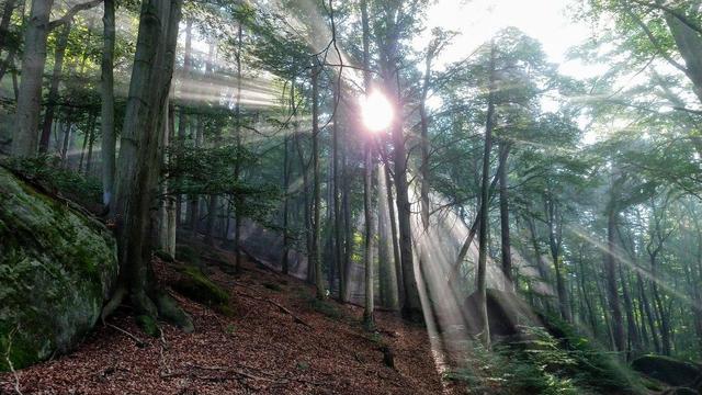 Sonnenstrahlen der Morgensonne treffen durch die Bäume eines Waldes auf den Waldboden. Das Bild vermittelt einen mystischen Eindruck.
