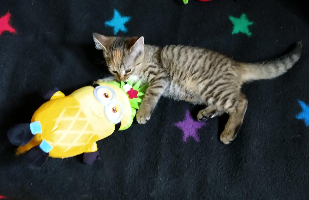 Katze Lilly liegt mit einem Kuscheltier auf einer schwarzen Decke mit bunten Sternen