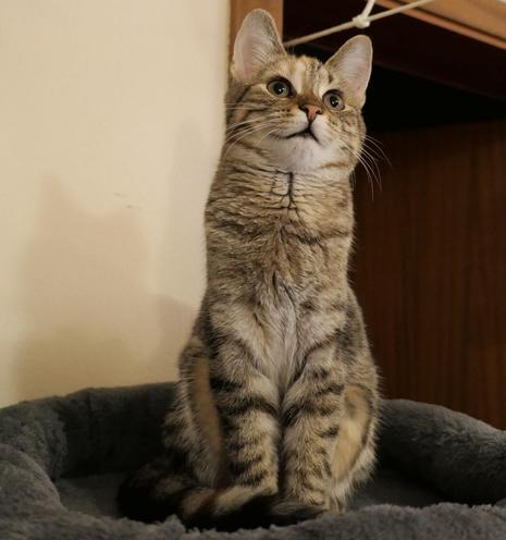 Katze Lilly sitzt aufrecht auf einer ihrer Liegeflächen am Katzenbaum und schaut aufmerksam nach oben. Ihr Gesichtsausdruck wirkt konzentriert und zugleich zufrieden – fast so, als würde sie lächeln. Katze Lilly sitzt aufrecht auf einer ihrer Liegeflächen am Katzenbaum und schaut aufmerksam nach oben. Ihr Gesichtsausdruck wirkt konzentriert und zugleich zufrieden – fast so, als würde sie lächeln.